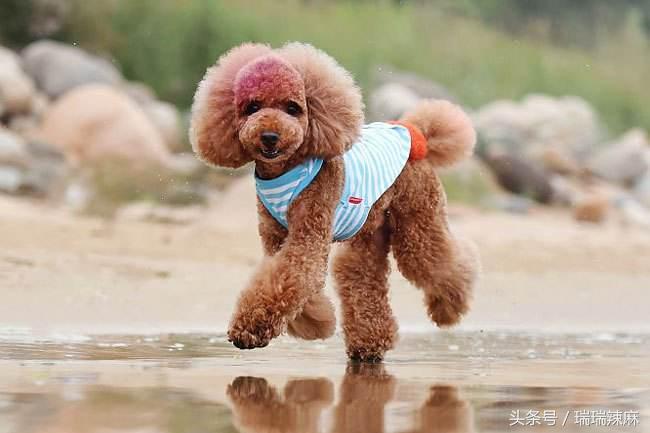 泰迪一星期洗一次澡可以吗,泰迪狗多少天洗一次澡合适