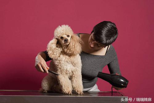 泰迪一星期洗一次澡可以吗,泰迪狗多少天洗一次澡合适