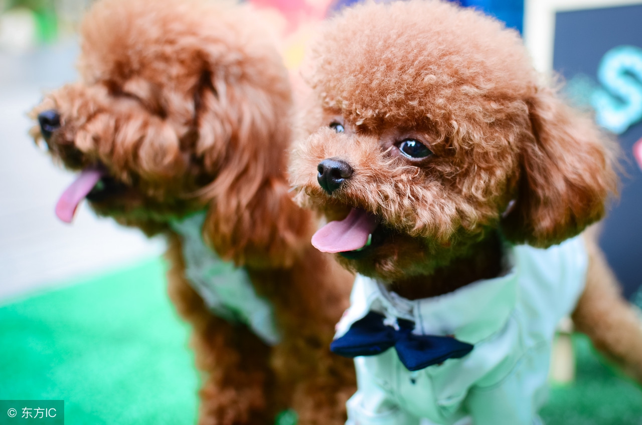 黑色泰迪狗毛变白啥原因,怎么样让泰迪狗毛不褪色