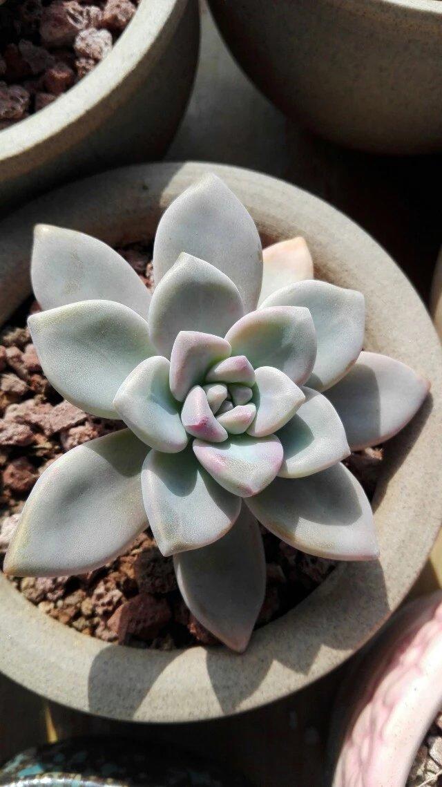 露养的多肉秋天经常下雨怎么办,多肉秋天水很足了冬季叶片会蔫