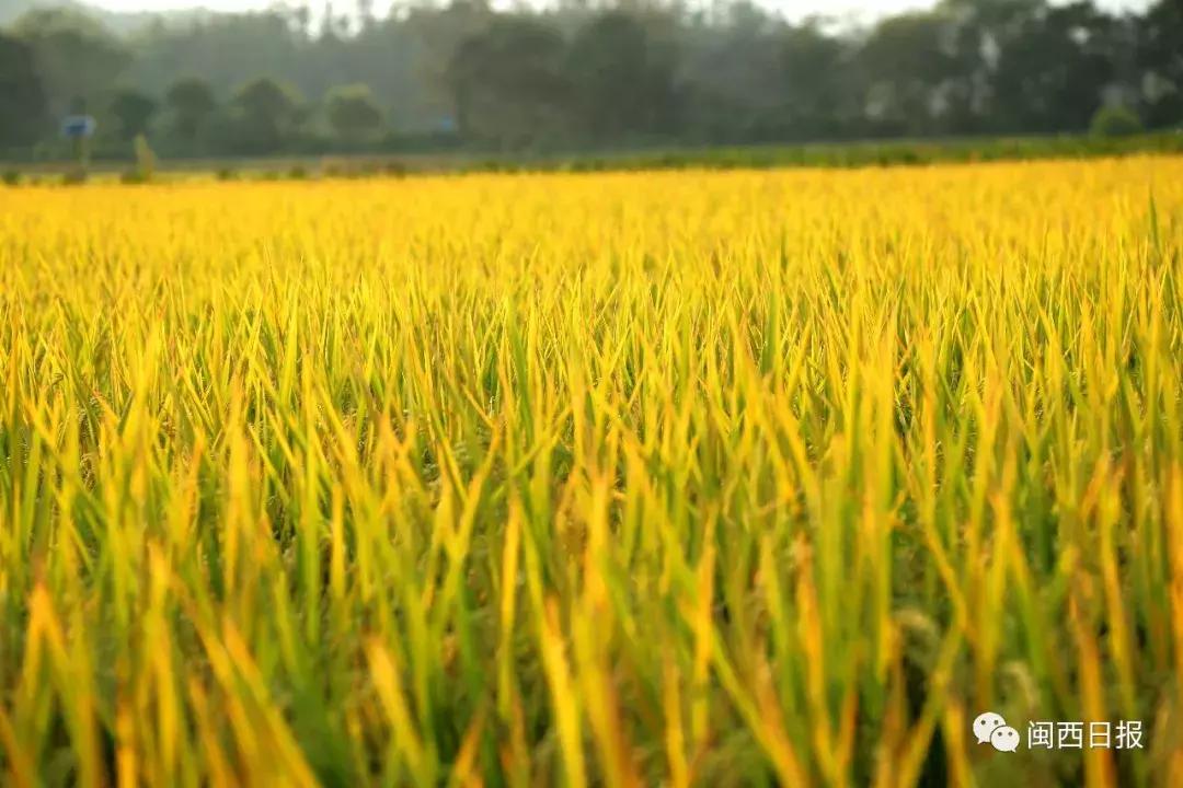 生态长汀,生态福建长汀