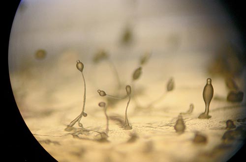 澶х墝闈㈣啘绱ц嚧鎻愭媺淇濇箍鎶楃毐,闈㈣啘鍑虹幇浜嗗亣璐у畼鏂规潵鏀嫑