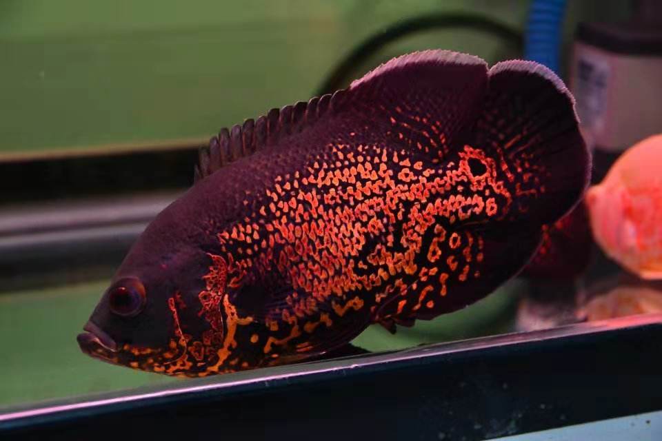 地图鱼鹦鹉混养注意事项,饲养地图鱼需要很强的过滤系统吗