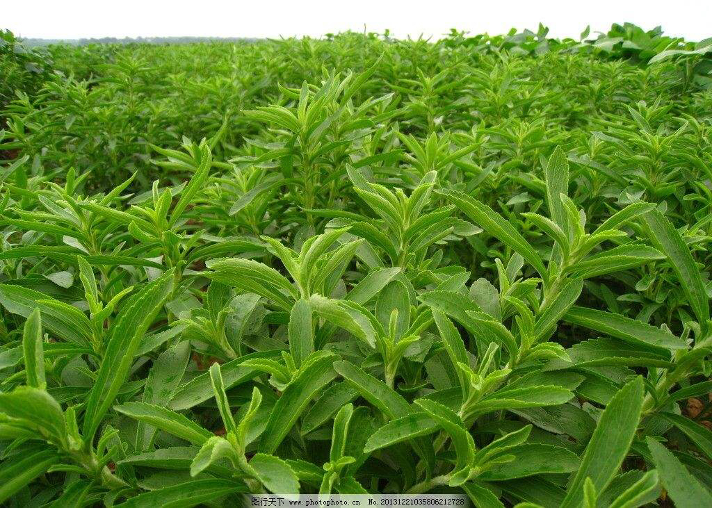 中药材甜叶菊最新价格现在是多少,中药材甜叶菊的作用