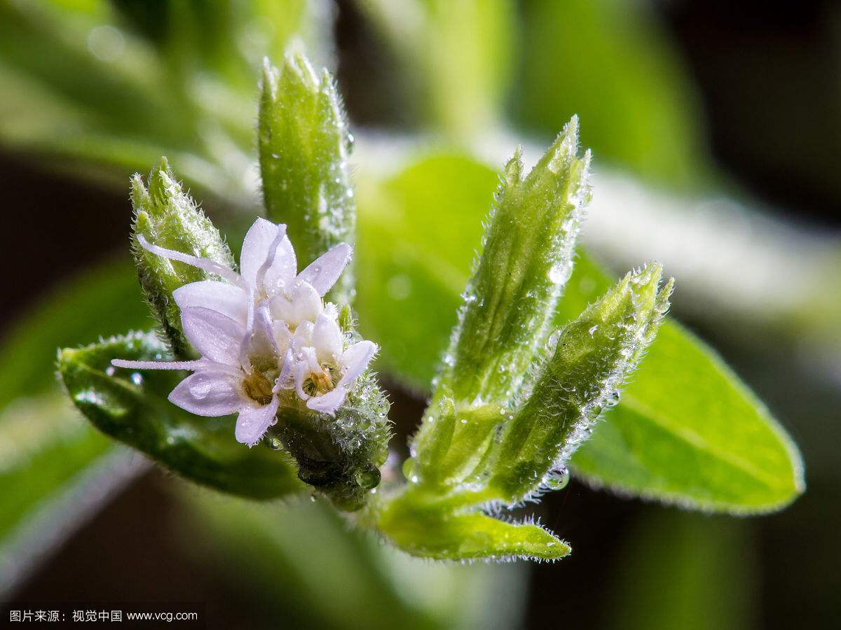 中药材甜叶菊最新价格现在是多少,中药材甜叶菊的作用