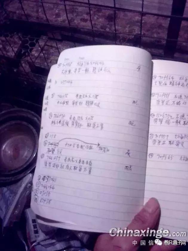 赛鸽耻骨高于龙骨有什么影响,雄鸽耻骨下垂是否要淘汰