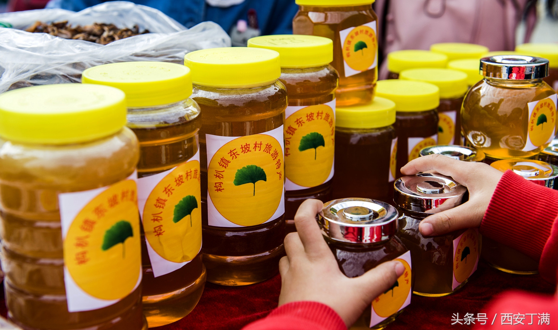 白河东坡千年银杏,白河县构扒镇千年银杏