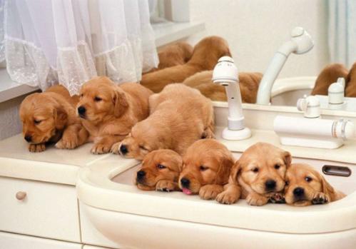 逼真仿真会动猫咪,仿真智能电子宠物猫