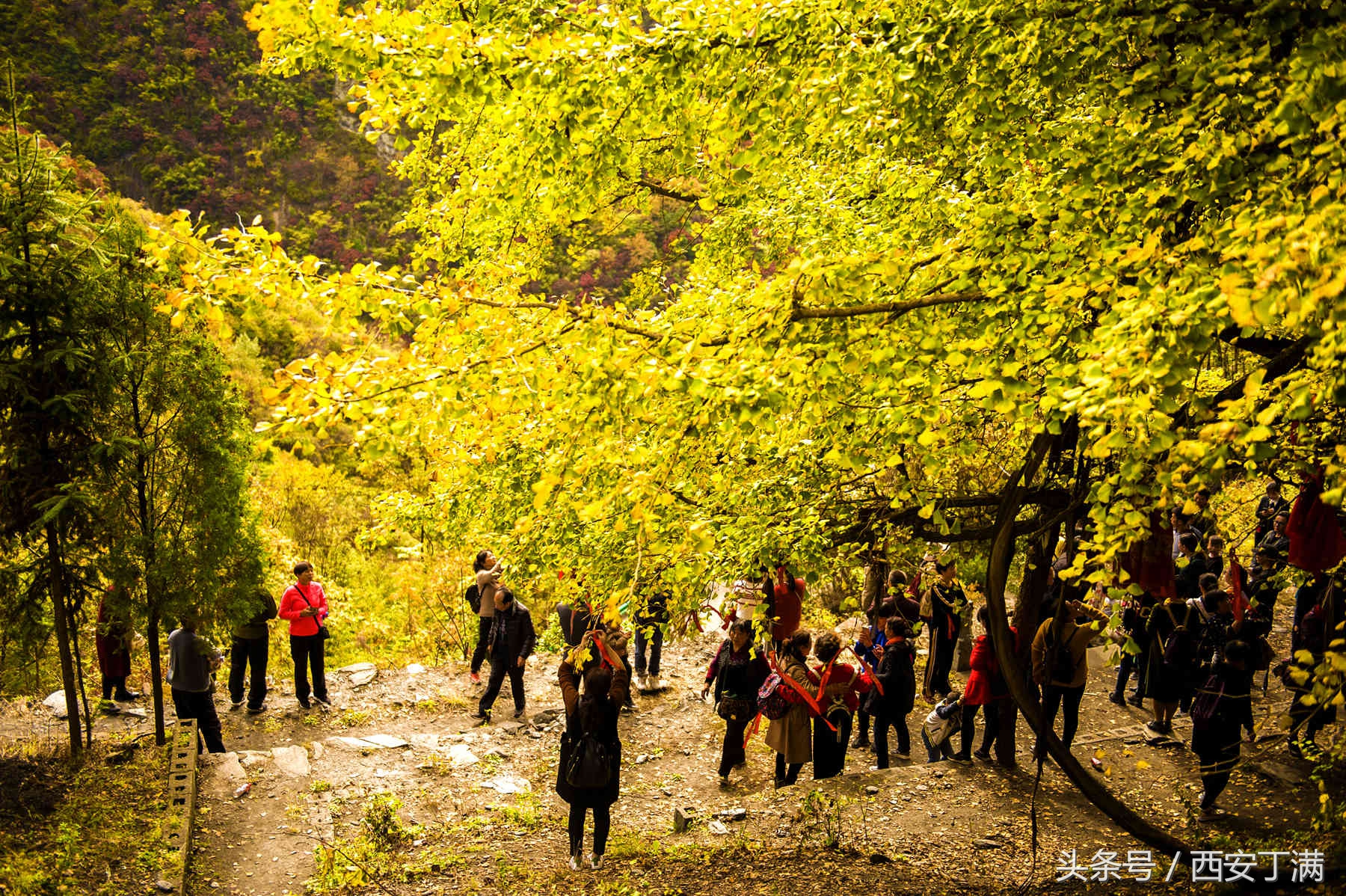 白河东坡千年银杏,白河县构扒镇千年银杏