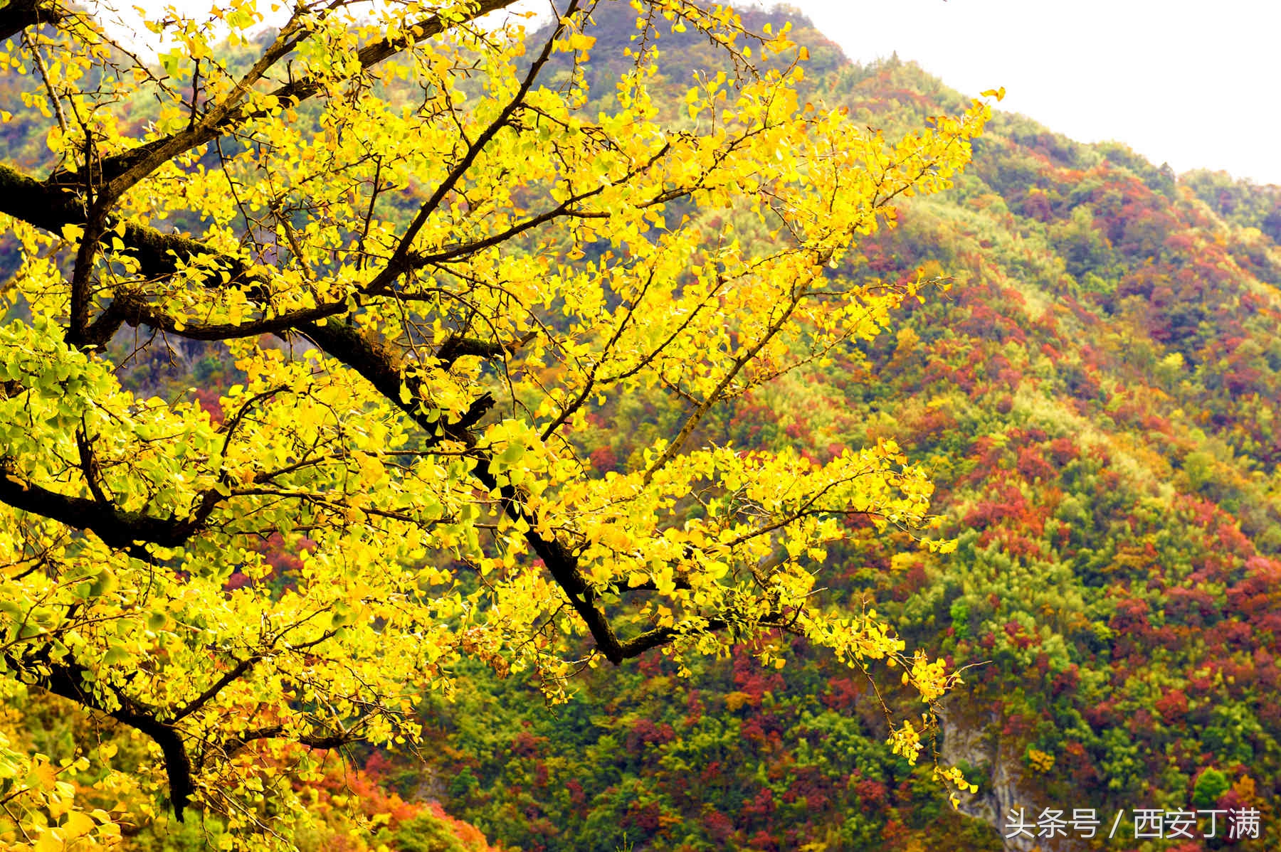 白河东坡千年银杏,白河县构扒镇千年银杏