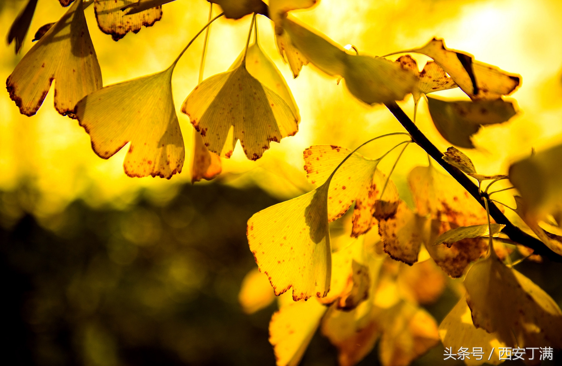 白河东坡千年银杏,白河县构扒镇千年银杏