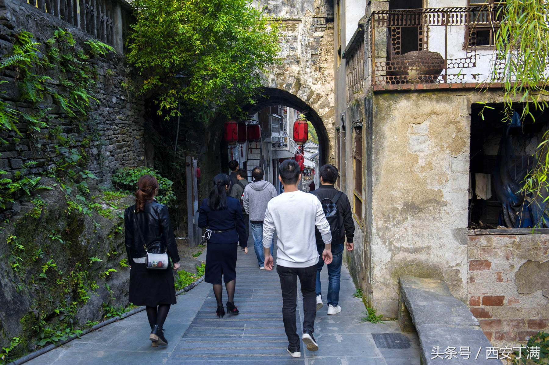 白河东坡千年银杏,白河县构扒镇千年银杏