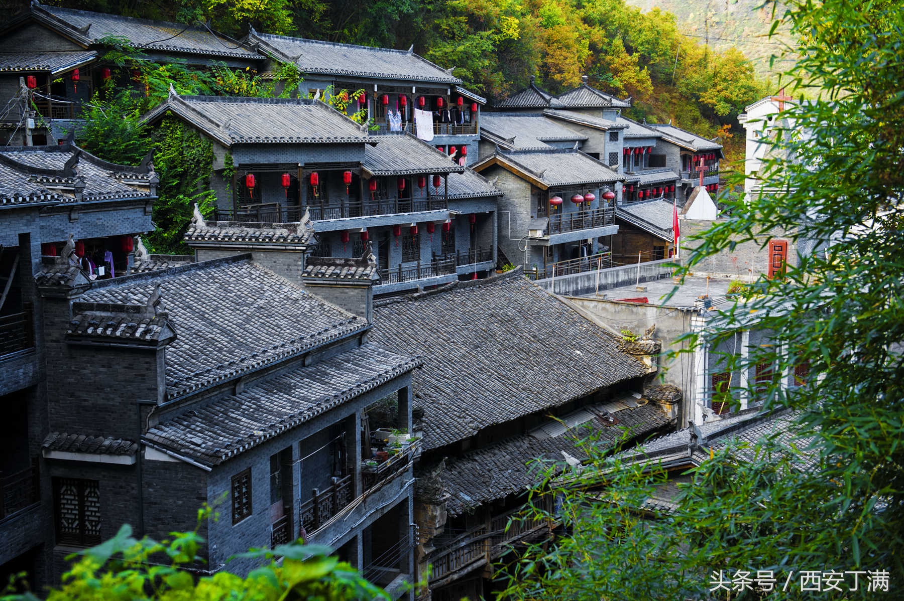 白河东坡千年银杏,白河县构扒镇千年银杏