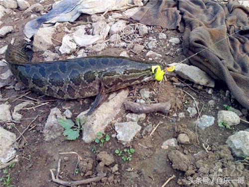 路亚钓黑鱼一般用什么硬度的竿子,路亚钓黑鱼的方法与技巧北方