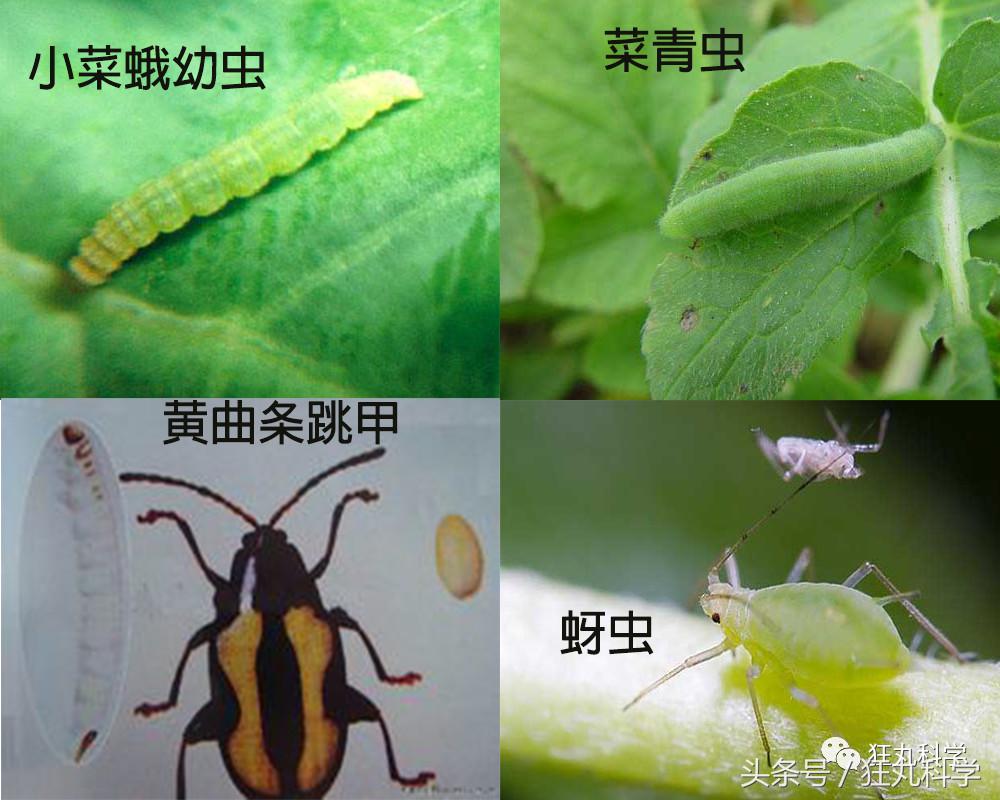西兰花里好多小虫子,西兰花里有虫子视频