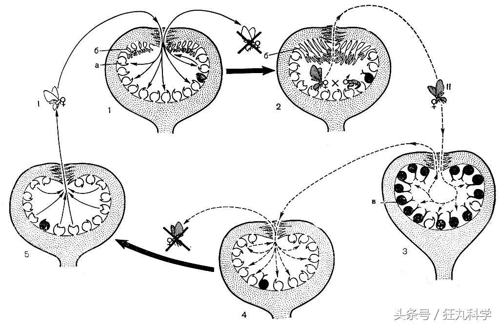 西兰花里好多小虫子,西兰花里有虫子视频