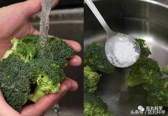 西兰花里好多小虫子,西兰花里有虫子视频