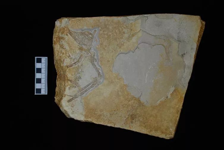 始祖鸟幽灵卡其色,始祖鸟都有什么分类