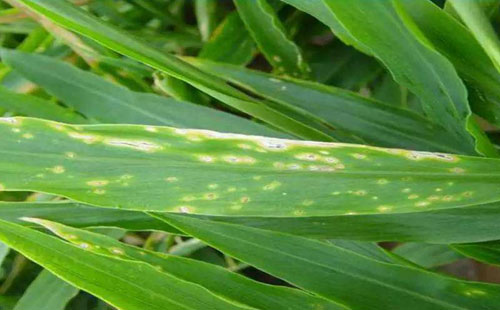 生姜病虫害发病症状,防止生姜发病和虫害用什么药