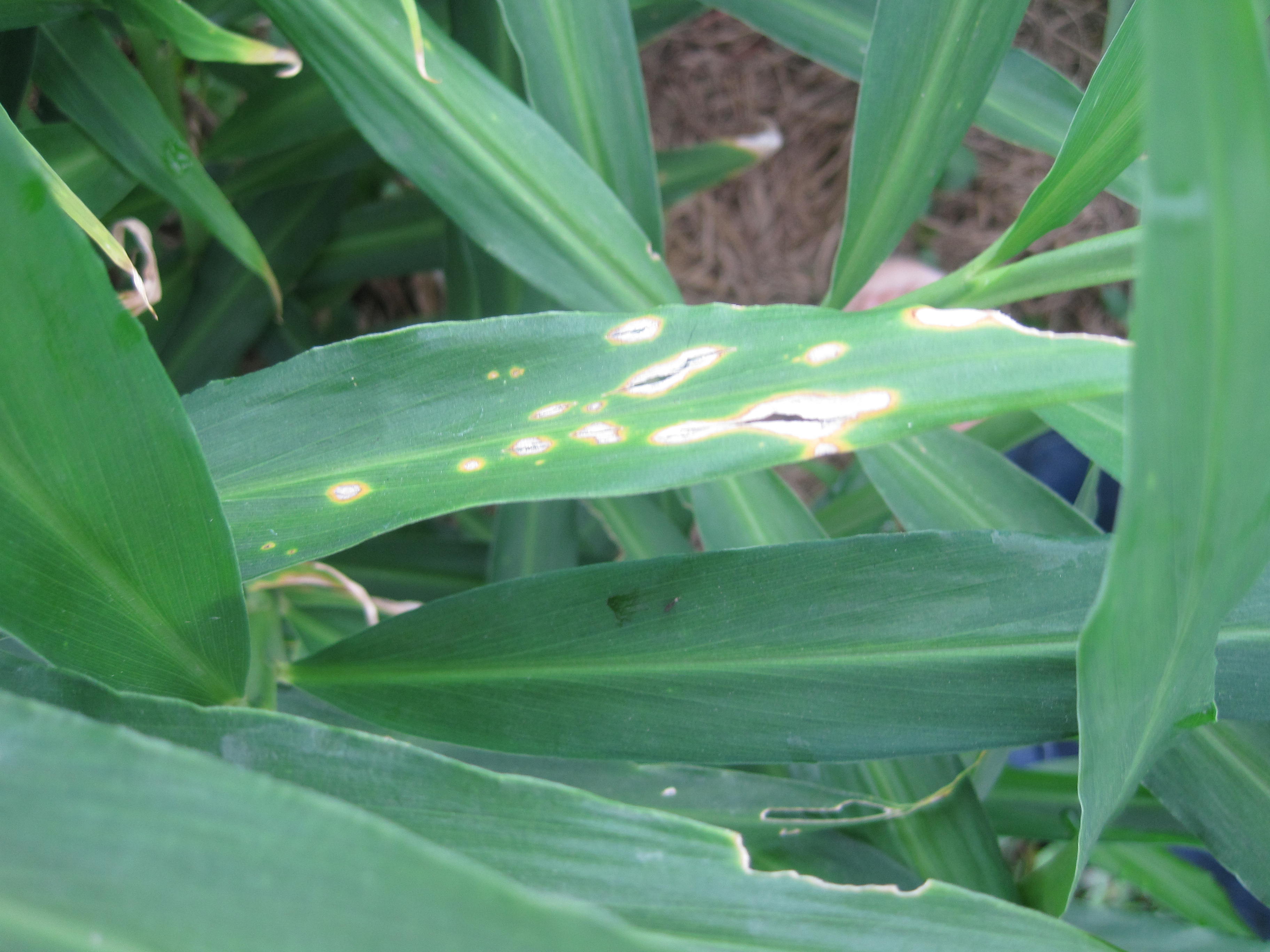 生姜病虫害发病症状,防止生姜发病和虫害用什么药