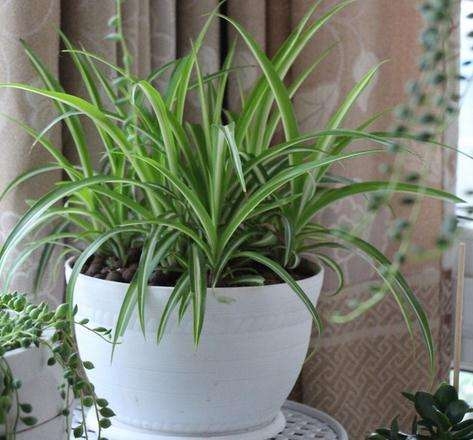 花卉黄叶解决方法,园林花卉黄叶下垂怎么处理好