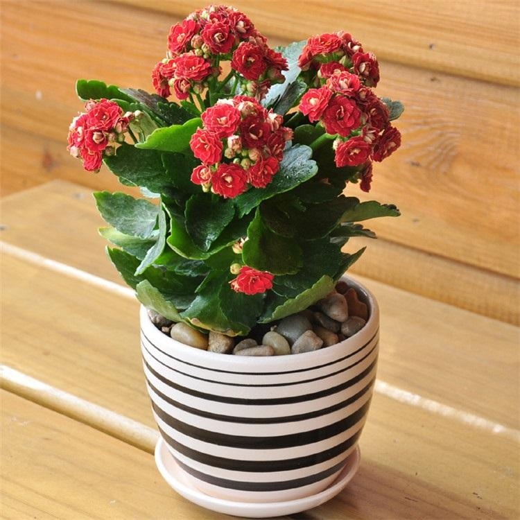 花卉黄叶解决方法,园林花卉黄叶下垂怎么处理好