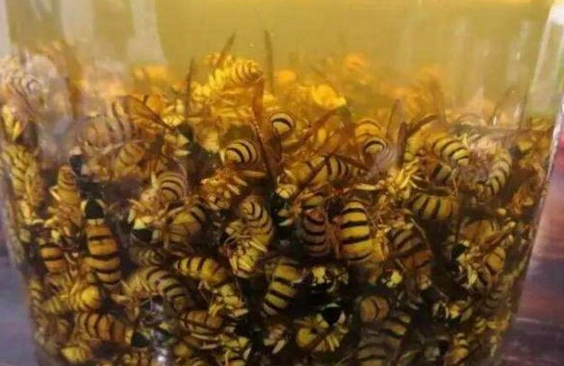 蝎子和人参能泡酒的功效与作用,人参蝎子泡酒的正确方法