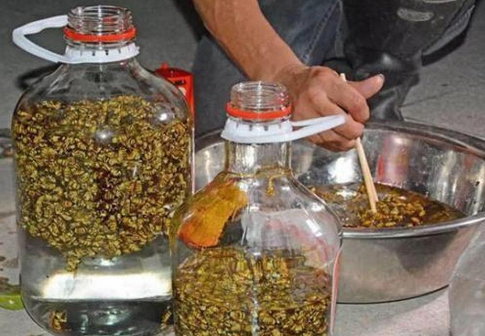 蝎子和人参能泡酒的功效与作用,人参蝎子泡酒的正确方法