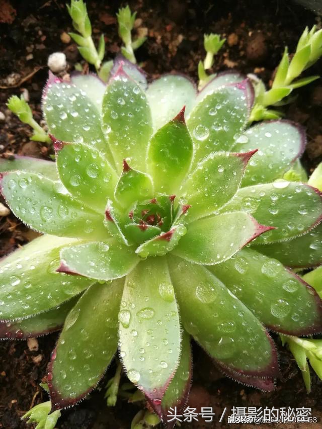 第3期冬青点评：你觉得这10张照片拍的怎么样？看点评学摄影