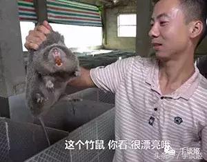 这只竹鼠看起来生病了,华农兄弟这只竹鼠好像中暑了