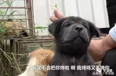 这只竹鼠看起来生病了,华农兄弟这只竹鼠好像中暑了