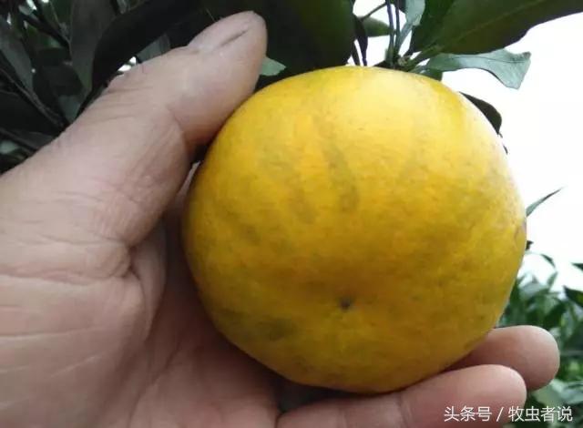 柑橘成熟果实太软怎么回事,柑橘果实发黄是怎么回事