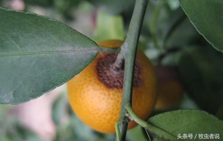 柑橘成熟果实太软怎么回事,柑橘果实发黄是怎么回事