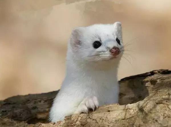 黄鼠狼深夜在鸡舍里偷鸡被发现,黄鼠狼专门偷吃村民家的鸡