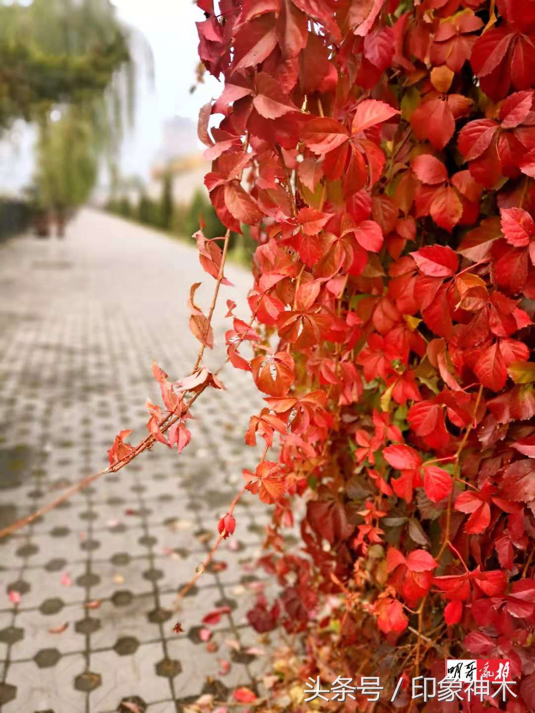 鐖界害閰掑惂,鐖界害鍜栧暋閰掑惂