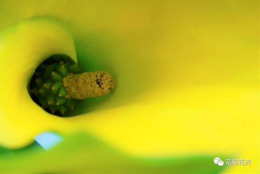 马蹄莲和海芋哪个贵,海芋和马蹄莲区别是什么