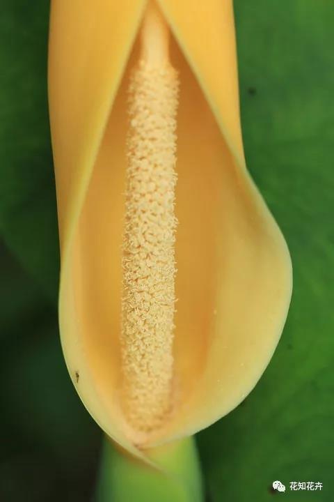 马蹄莲和海芋哪个贵,海芋和马蹄莲区别是什么