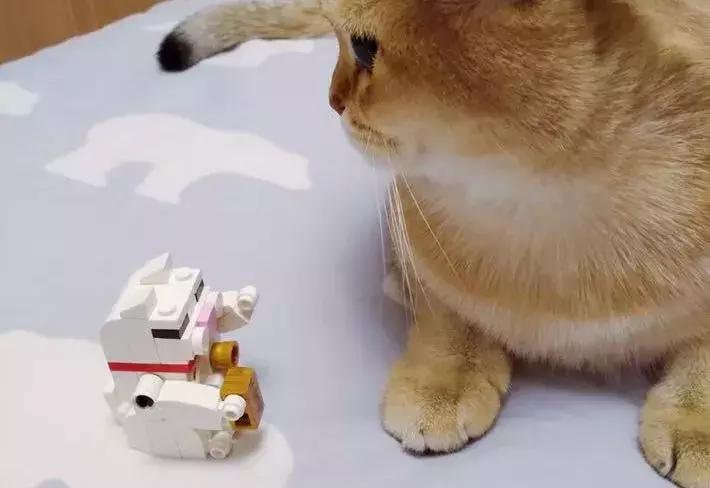 为什么只有招财猫没有狗,为什么招财猫有日文