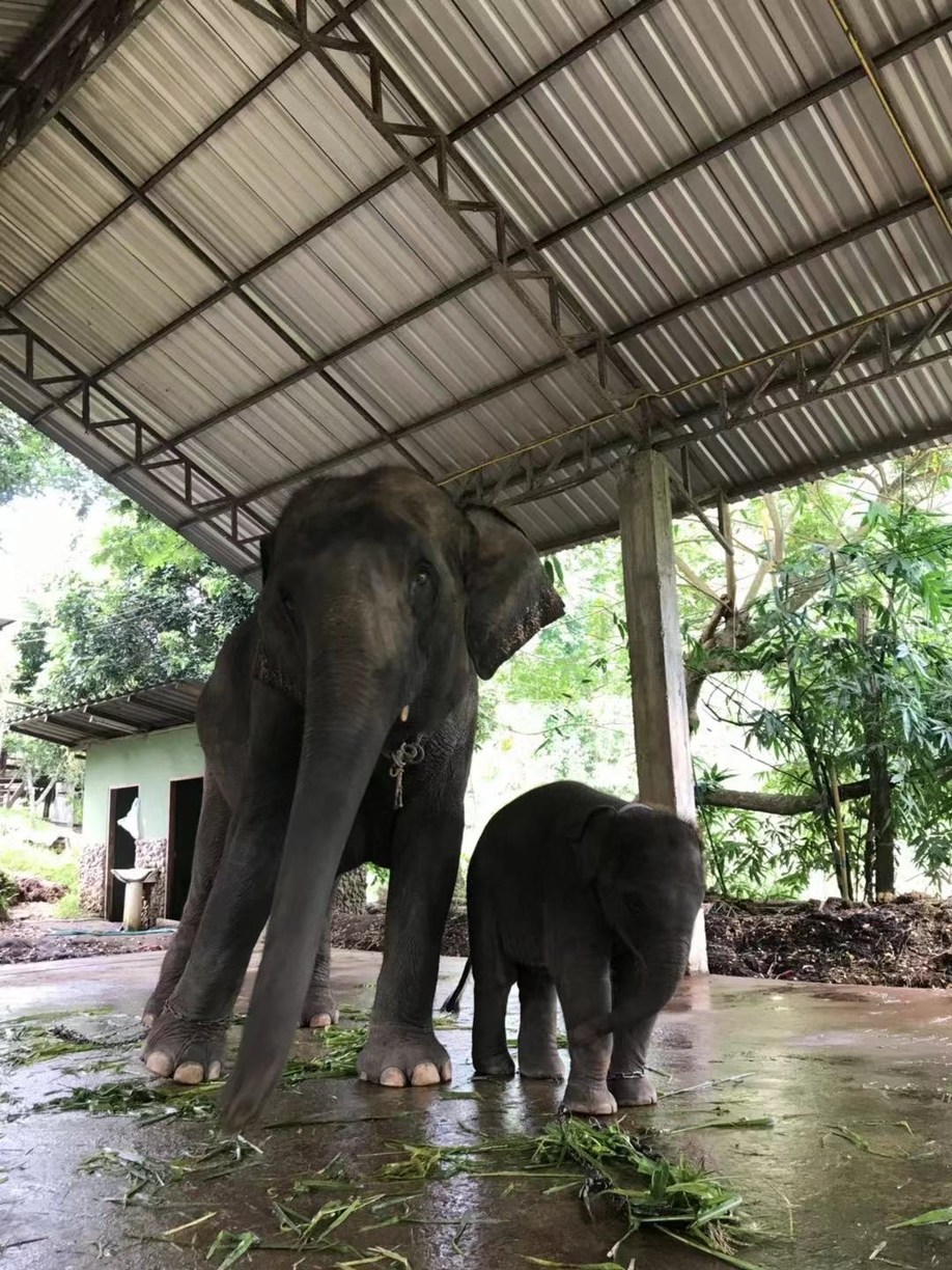 长发美美Sia丫丫带你游遍纸醉金迷曼谷小清新清迈