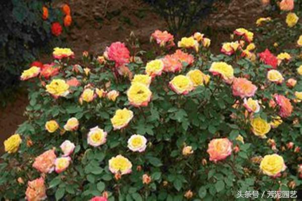 藤本月季修剪后注意事项,藤本月季小苗怎么修剪能尽快爬藤