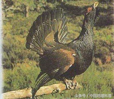 黑龙江省地形地貌与气候特征,2021年黑龙江省气候预测