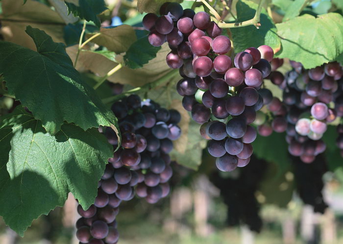 快速止咳小妙招水果,可以止咳的水果有哪些