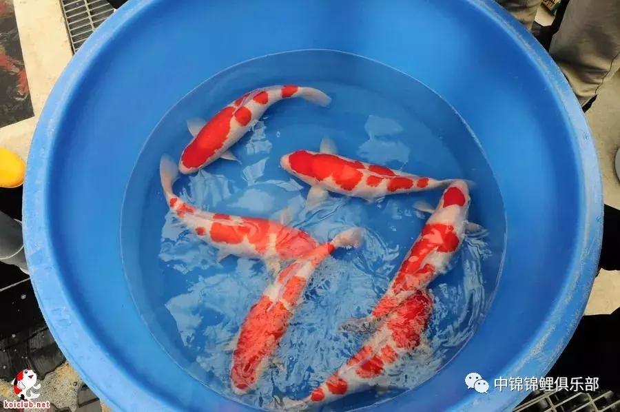 买锦鲤是集中买还是一条条买,买锦鲤买多大的合适