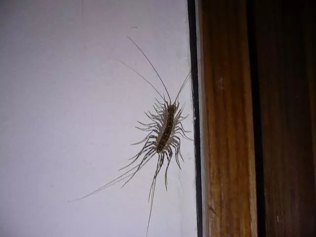 农村最怕哪三种虫,农村家中常见的虫