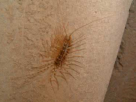 农村最怕哪三种虫,农村家中常见的虫