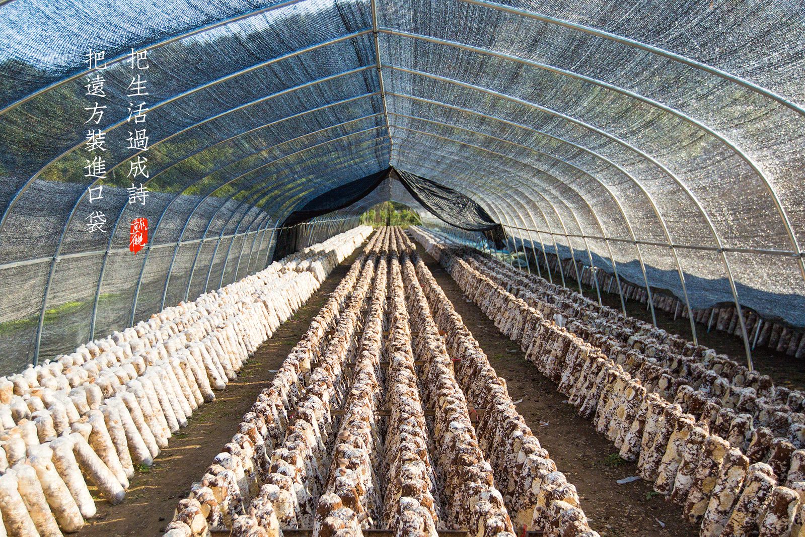 把远方装进口袋,把生活过成诗,带你龙观一日游