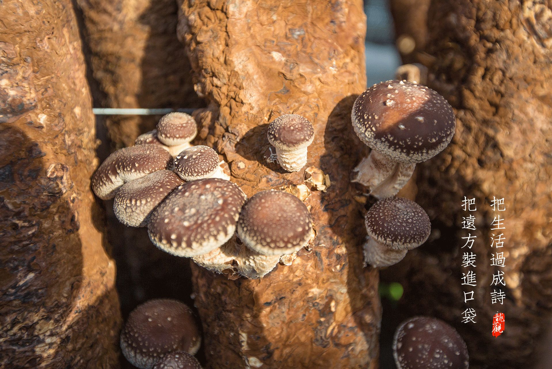 把远方装进口袋,把生活过成诗,带你龙观一日游