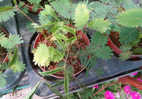 含羞草能过冬吗明年还能发芽吗,含羞草开花后会死吗