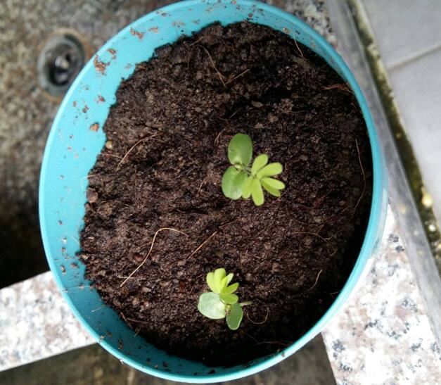 含羞草能过冬吗明年还能发芽吗,含羞草开花后会死吗
