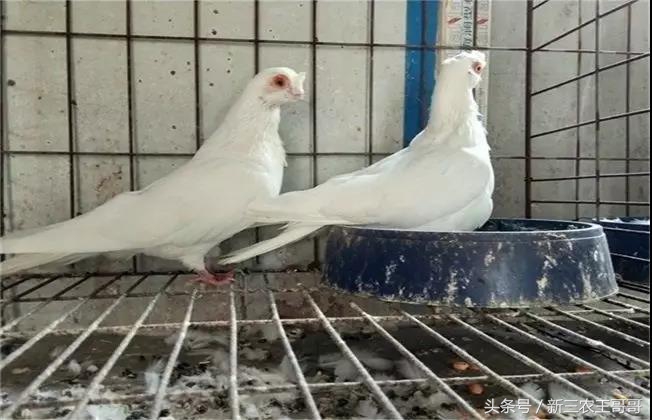 鸽子养殖成本和利润,鸽子养殖技术